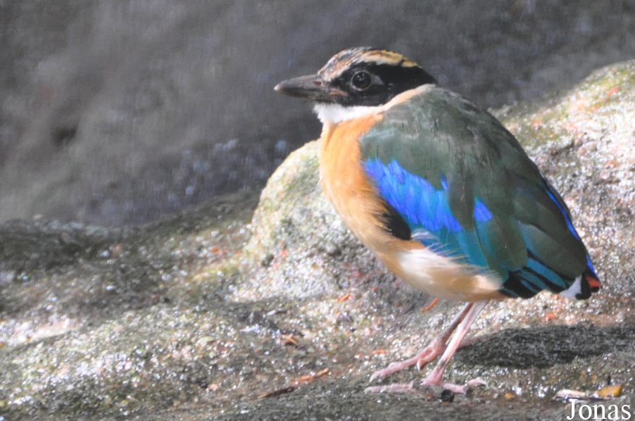 Pitta moluccensis