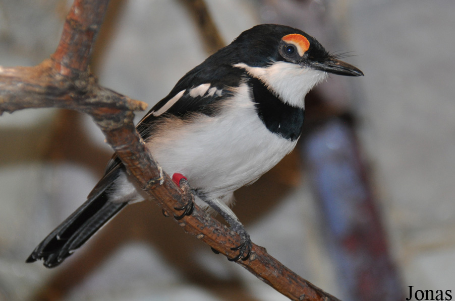 Platysteira cyanea