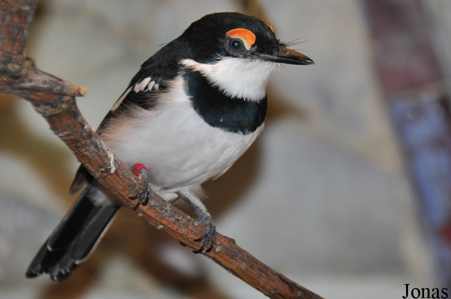 Platysteira cyanea