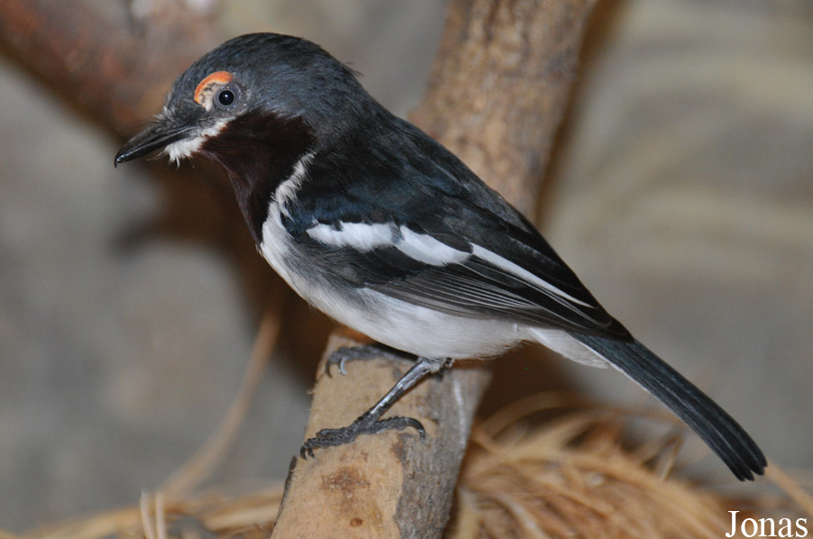 Platysteira cyanea