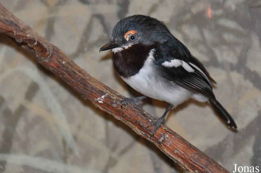 Platysteira cyanea