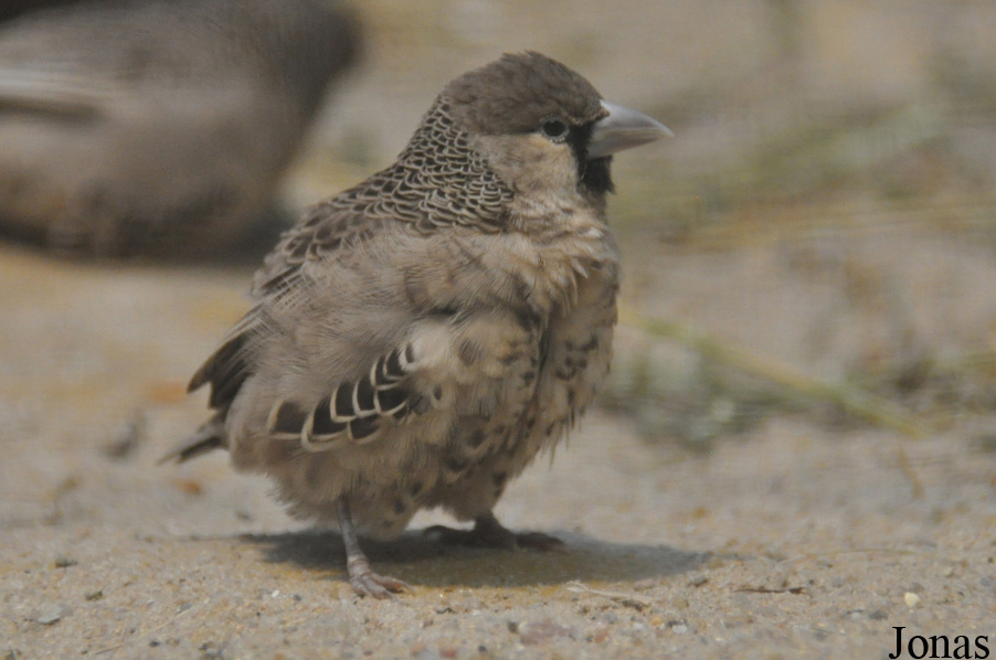 Philetairus socius