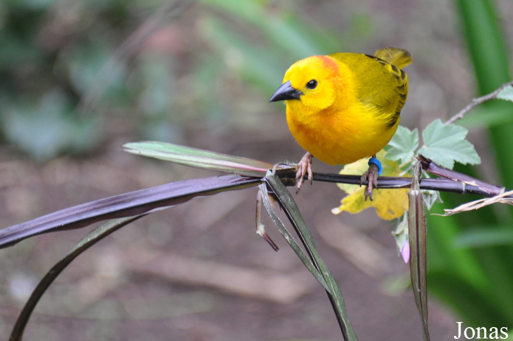Ploceus castaneiceps