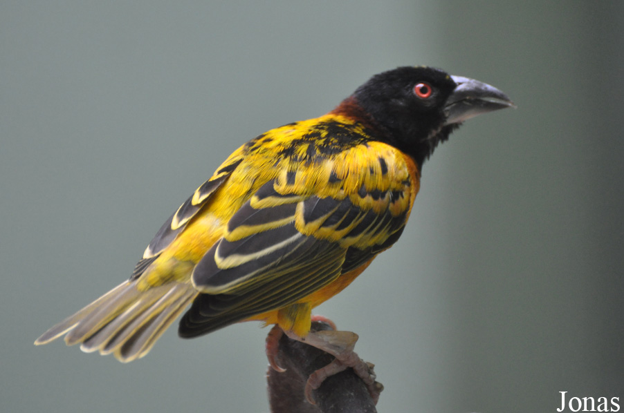 Ploceus cucullatus