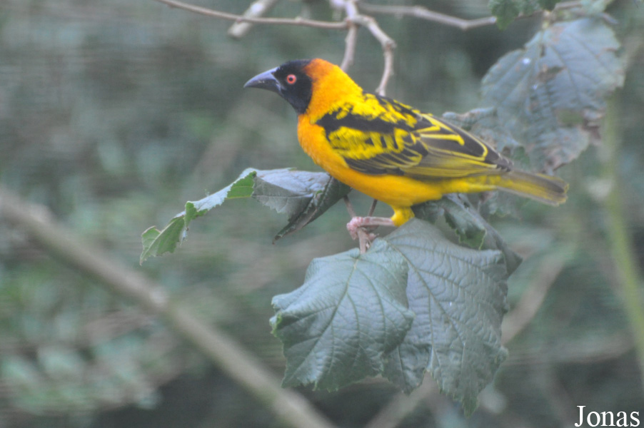 Ploceus cucullatus
