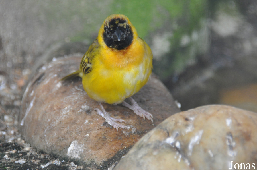 Ploceus melanocephalus