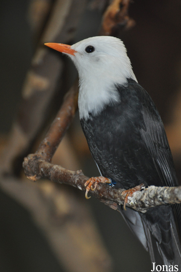Hypsipetes leucocephalus