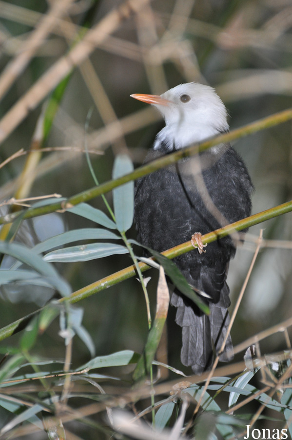 Hypsipetes leucocephalus