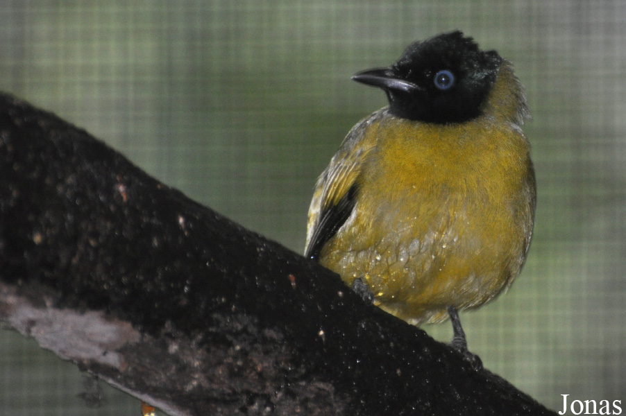 Microtarsus melanocephalos