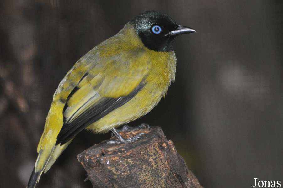 Microtarsus melanocephalos