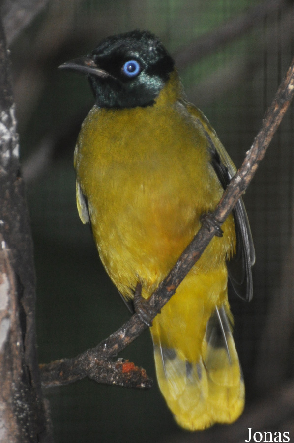Microtarsus melanocephalos