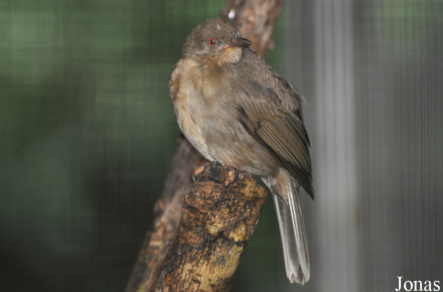 Pycnonotus brunneus