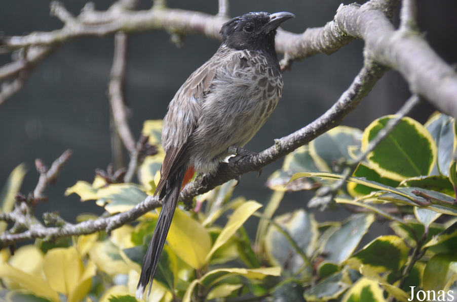 Pycnonotus cafer