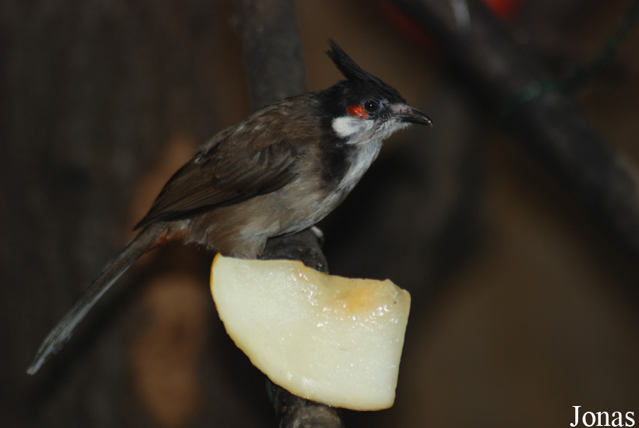Pycnonotus jocosus