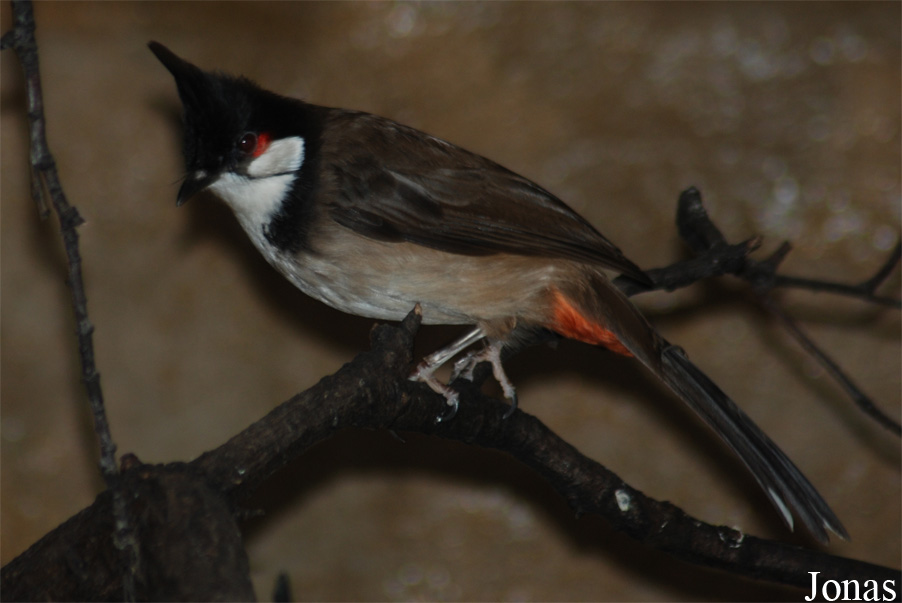 Pycnonotus jocosus