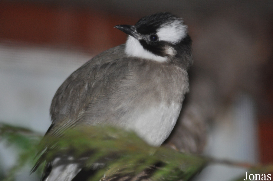 Pycnonotus sinensis