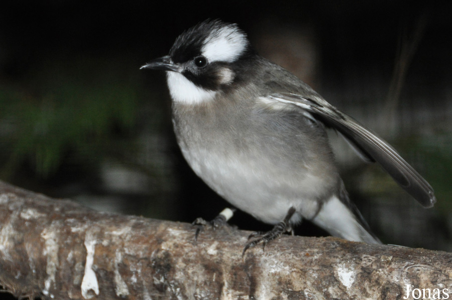 Pycnonotus sinensis