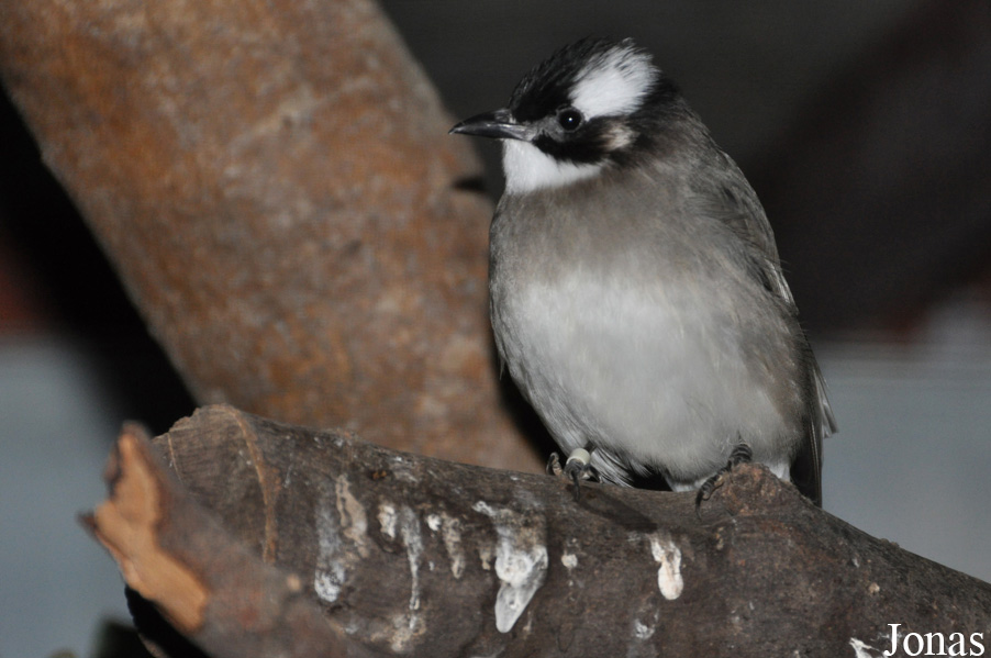 Pycnonotus sinensis