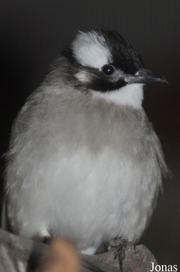 Pycnonotus sinensis
