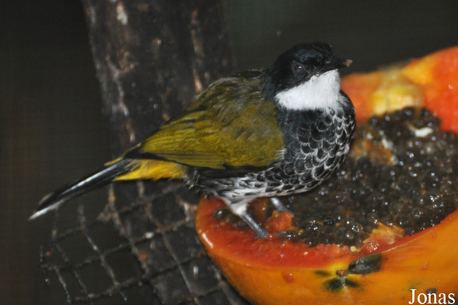 Rubigula squamata