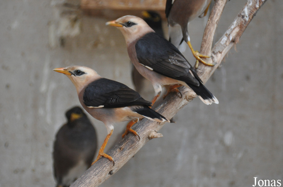 Acridotheres burmannicus
