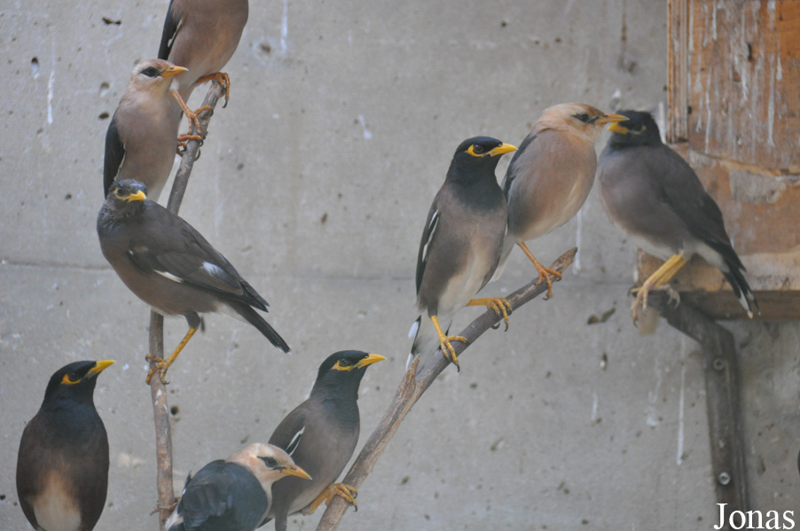 Acridotheres tristis