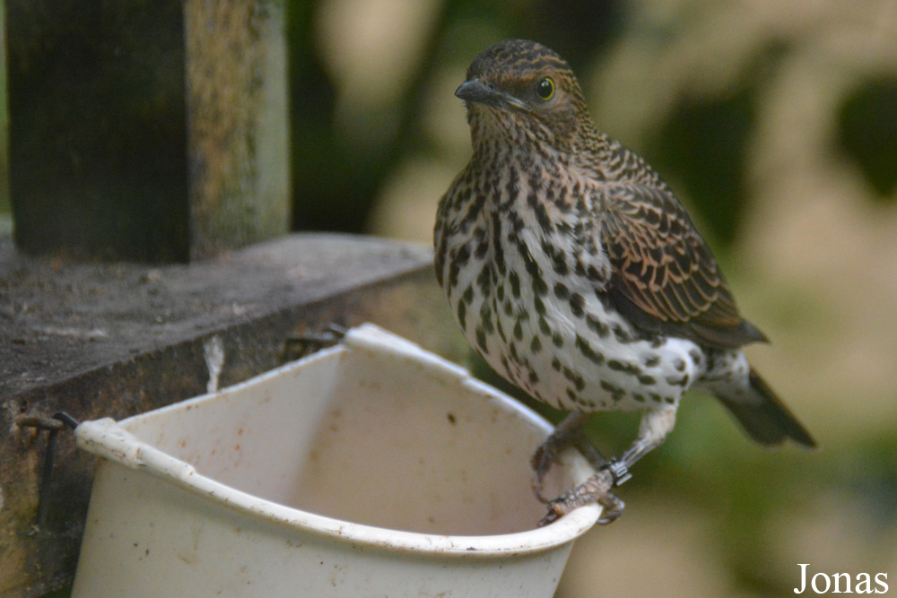 Cinnyricinclus leucogaster