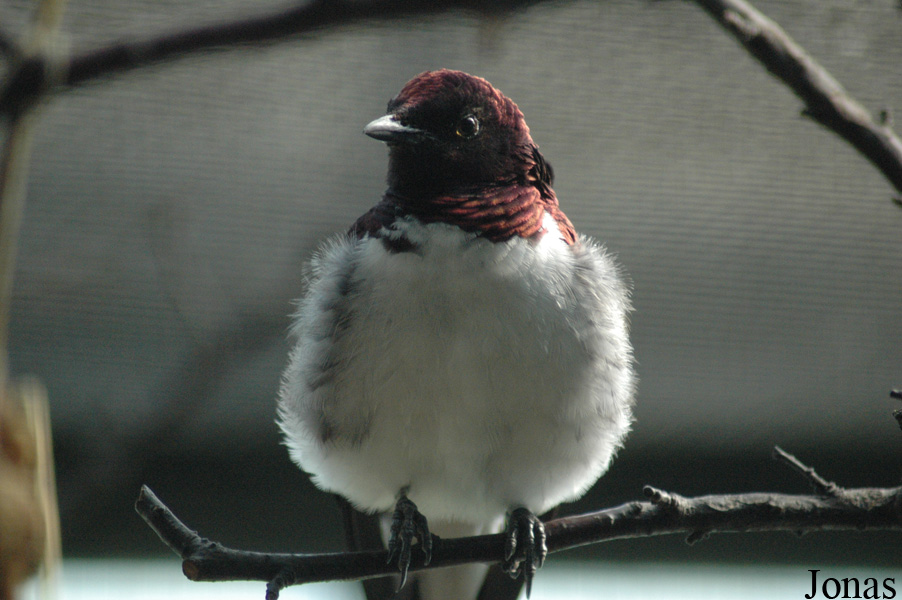 Cinnyricinclus leucogaster