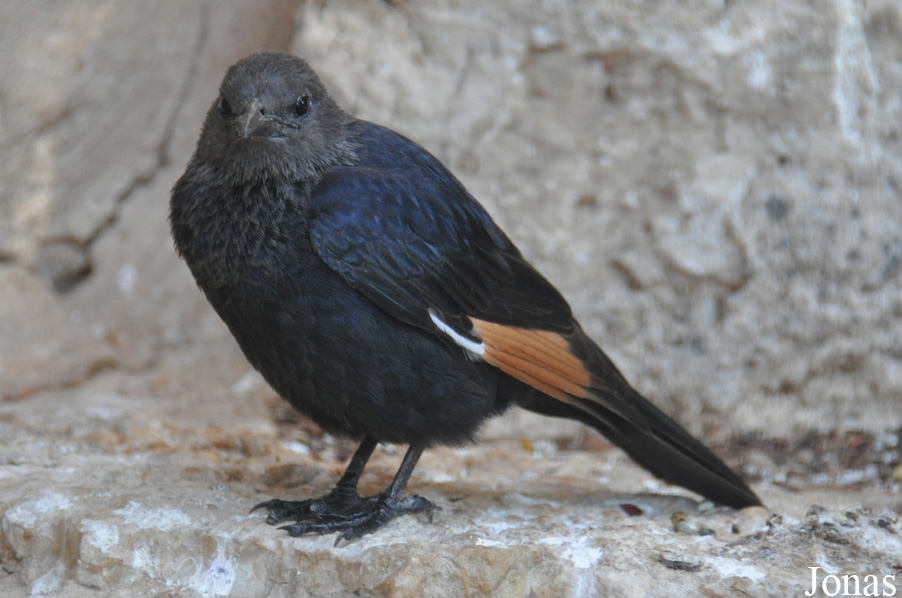 Onychognathus tristramii