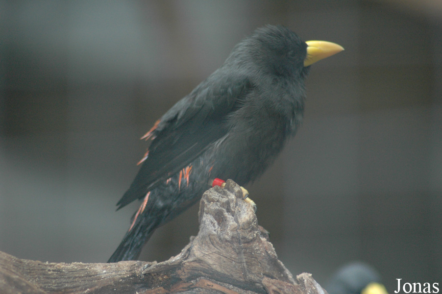 Scissirostrum dubium