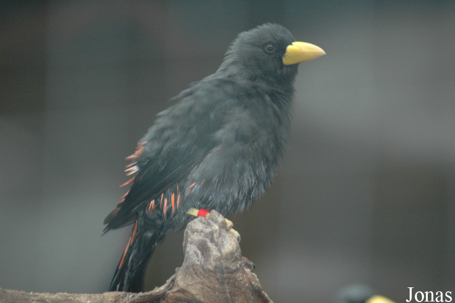 Scissirostrum dubium