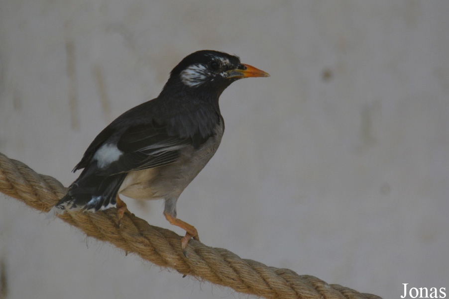 Spodiopsar cineraceus