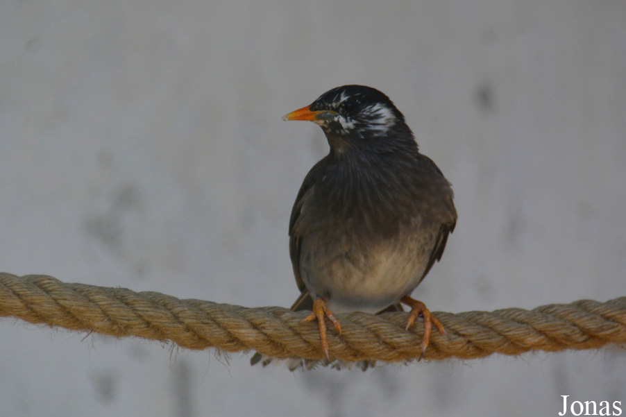 Spodiopsar cineraceus