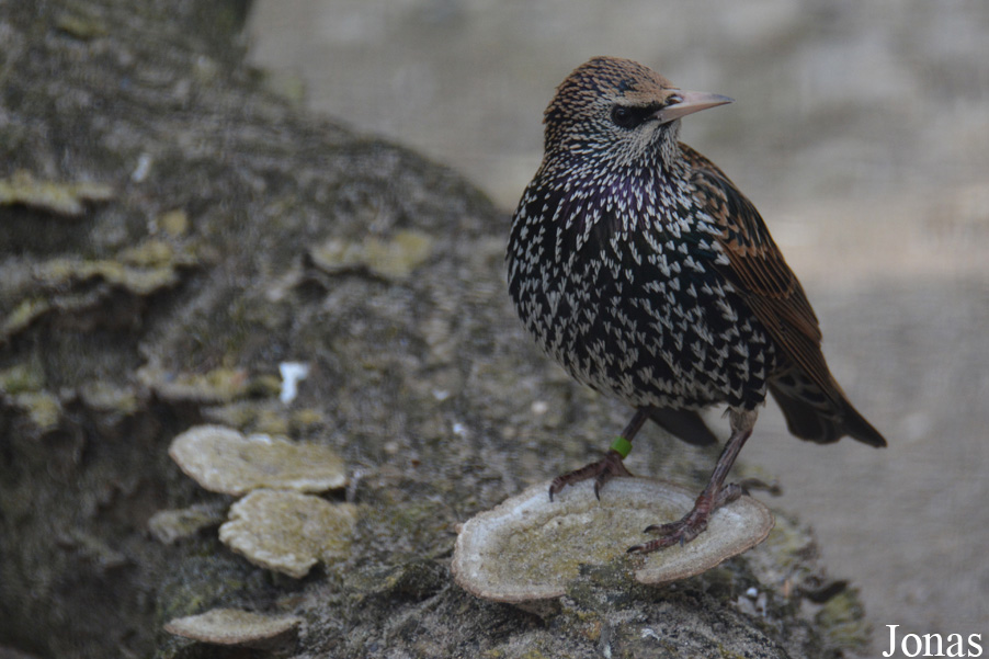 Sturnus vulgaris
