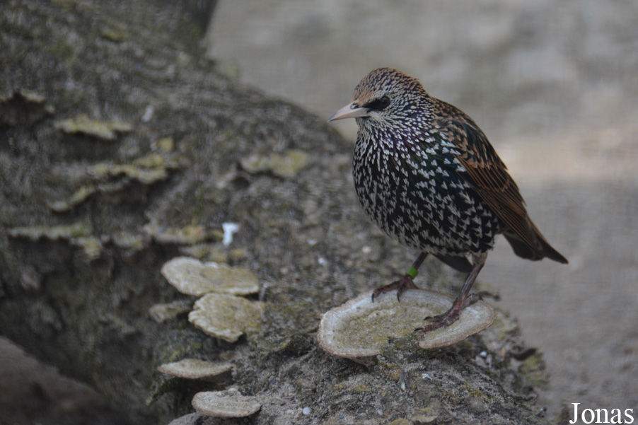 Sturnus vulgaris