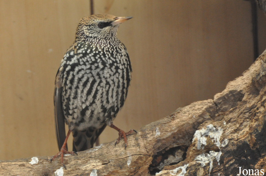 Sturnus vulgaris