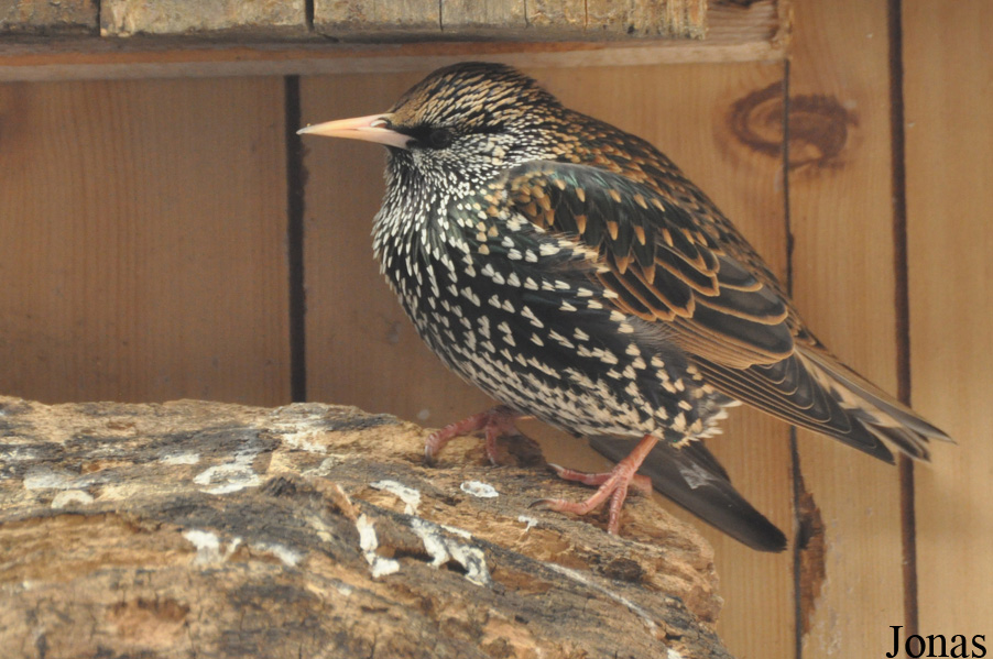 Sturnus vulgaris