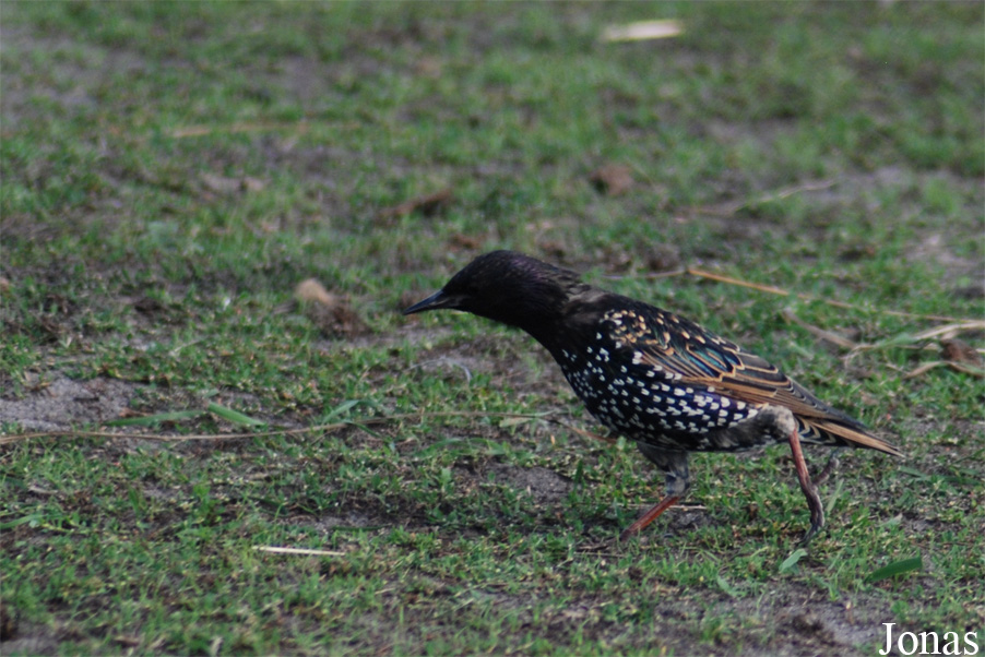 Sturnus vulgaris