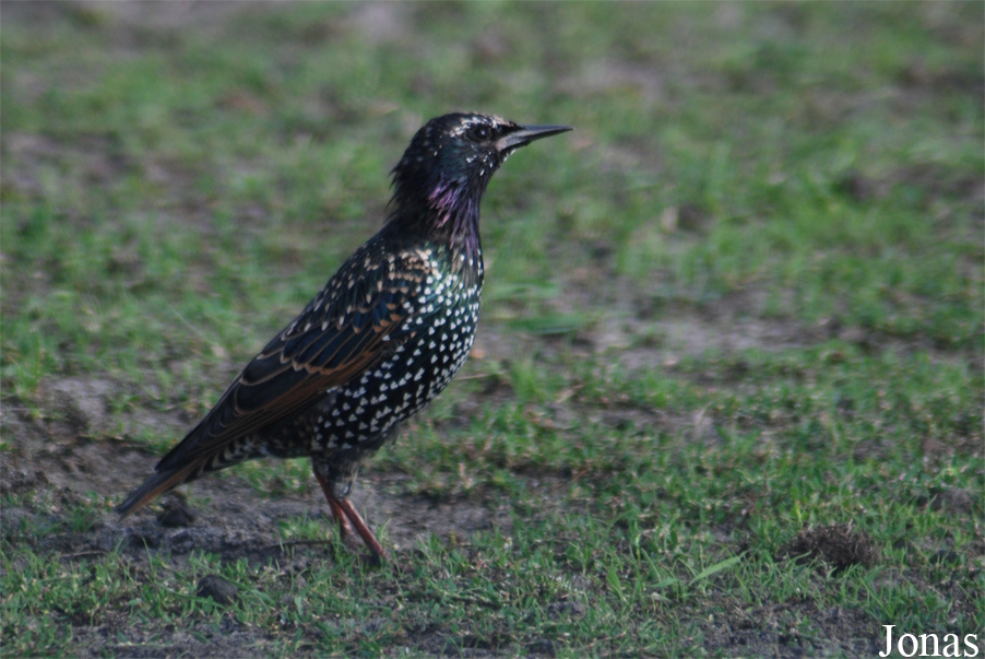 Sturnus vulgaris