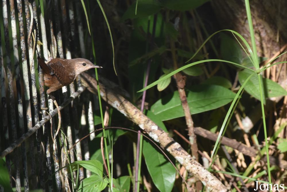 Troglodytes aedon clarus / Cayenne
