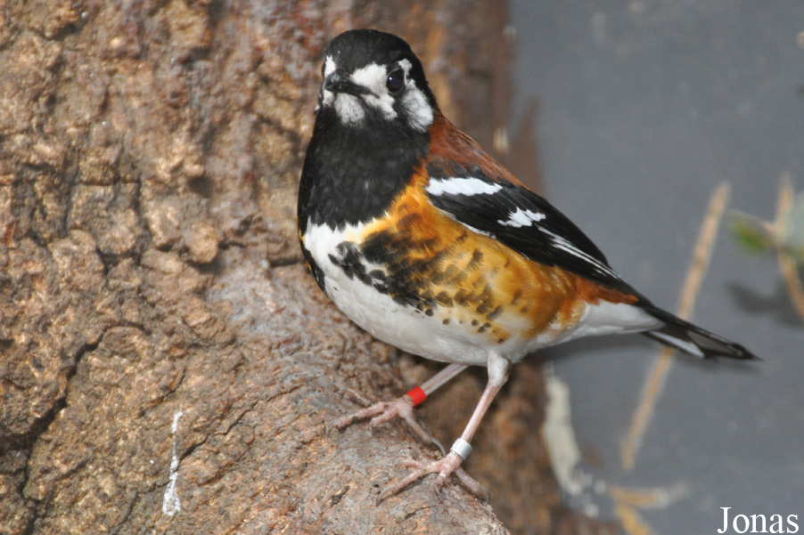 Geokichla dohertyi
