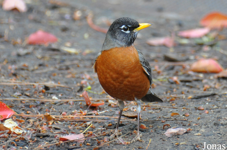 Turdus migratorius / Los Angeles