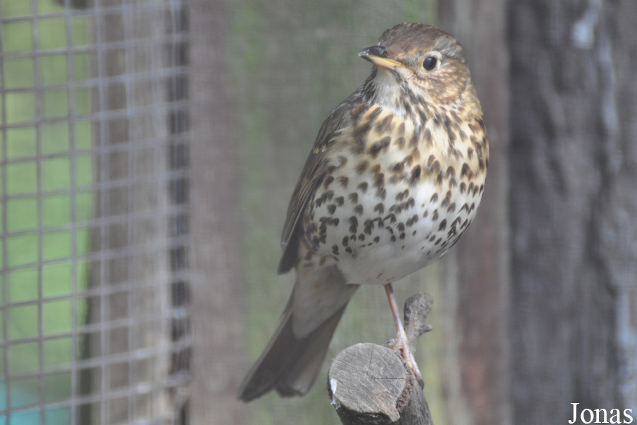 Turdus philomelos