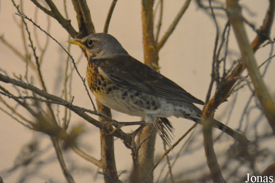 Turdus pilaris