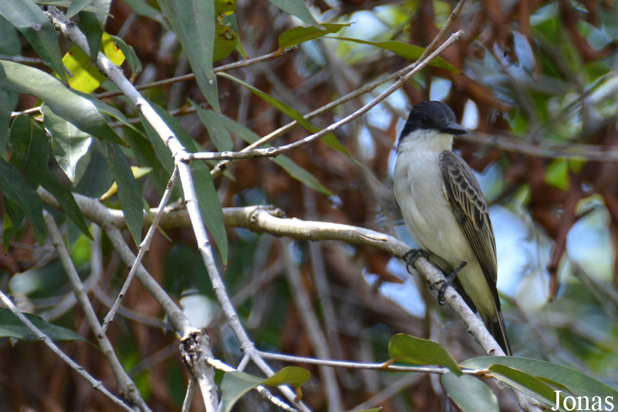 Tyrannus caudifasciatus