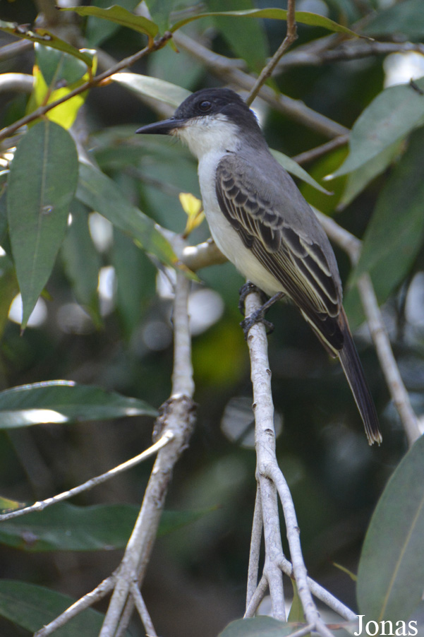 Tyrannus caudifasciatus