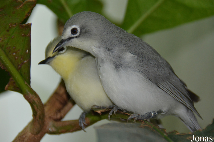 Zosterops senegalensis