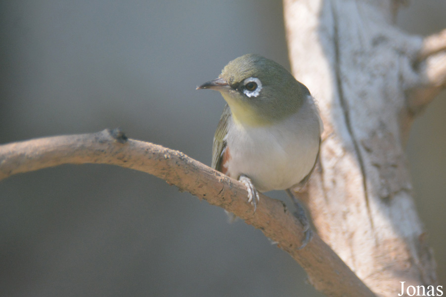 Zosterops sp.