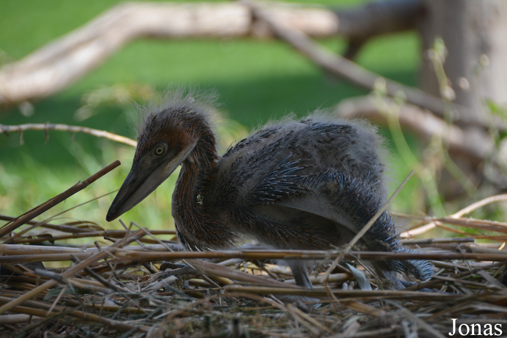 Ardea goliath