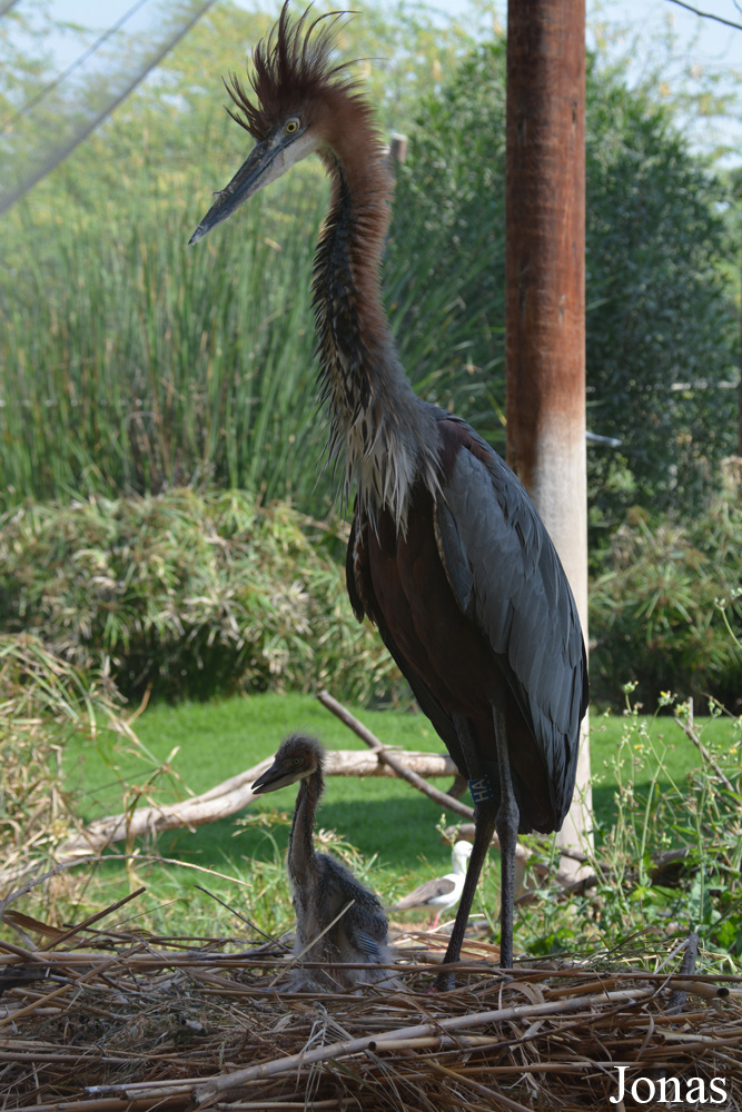 Ardea goliath
